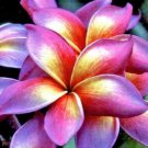 5 Bright Pink Yellow Orange Plumeria Seeds Plants Flower Perennial Seeds 502 Fast Growing 5 Bright Pink Yellow Orange Plumeria Seeds Plants Flower Perennial Seeds 502 Fast Growing
