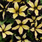 50 Black Yellow Petunia Seeds Containers Hanging Baskets Window Seeds 304 Fast Growing 50 Black Yellow Petunia Seeds Containers Hanging Baskets Window Seeds 304 Fast Growing