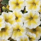 50 Yellow White Petunia Seeds Containers Hanging Baskets Window Seeds 319 Fast Growing 50 Yellow White Petunia Seeds Containers Hanging Baskets Window Seeds 319 Fast Growing