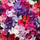 25 Mammoth Mix Sweet Pea Seeds Flowers Seeds Flower Annual Bee Butterfly 336 Fast Growing 25 Mammoth Mix Sweet Pea Seeds Flowers Seeds Flower Annual Bee Butterfly 336 Fast Growing