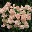 25 Heaven Scent Sweet Pea Seeds Flowers Seeds Flower Annual Bee Butterfly 335 Fast Growing 25 Heaven Scent Sweet Pea Seeds Flowers Seeds Flower Annual Bee Butterfly 335 Fast Growing