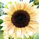 25 Peach Passion Sunflower Seeds Flowers Seeds Flower Perennial Sun Bloom 231 Fast Growing 25 Peach Passion Sunflower Seeds Flowers Seeds Flower Perennial Sun Bloom 231 Fast Growing