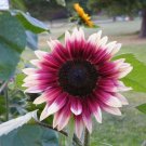 25 Cherry Rose Sunflower Seeds Flowers Seeds Flower Perennial Sun Bloom 230 Fast Growing