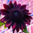 25 Chocolate Cherry Sunflower Seeds Flowers Seeds Flower Perennial Sun Bloom Fast Growing 25 Chocolate Cherry Sunflower Seeds Flowers Seeds Flower Perennial Sun Bloom Fast Growing