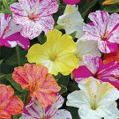 25 Striped Mix Four O Clock Flowers Seeds 4 O Clock Seeds Flower Perennial 156 Fast Growing