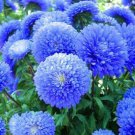 50 Blue Aster Flower Seeds Bloom Flowers Spring Seeds Perennial Wildflower 330 Fast Growing 50 Blue Aster Flower Seeds Bloom Flowers Spring Seeds Perennial Wildflower 330 Fast Growing