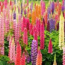 25 Rainbow Mix Lupine Seeds Flower Perennial Seeds Bloom Flowers 363  Fast Growing