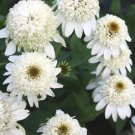50 Double White Coneflower Seeds Echinacea Flower Perennial Flowers 20  Fast Growing