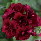 10 Dark Burgundy Geranium Seeds Hanging Basket Perennial Flowers Seeds Flower Fast Growing
