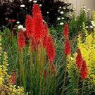 25 Bright Red Hot Poker Seeds Torch Lily Flower Kniphofia Uvaria Perennial 267 Fast Growing 25 Bright Red Hot Poker Seeds Torch Lily Flower Kniphofia Uvaria Perennial 267 Fast Growing