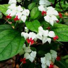 25 White Red Bleeding Heart Seeds Flowers Perennial Flower Seeds 313 Fast Growing 25 White Red Bleeding Heart Seeds Flowers Perennial Flower Seeds 313 Fast Growing