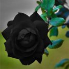 10 Black Rose Seeds Flower Bush Perennial Shrub Flowers Seeds 145 Fast Growing 10 Black Rose Seeds Flower Bush Perennial Shrub Flowers Seeds 145 Fast Growing