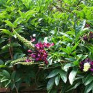 5 Evergreen Wisteria Seeds Bright Pink Vine Climbing Flower Perennial Seeds 121 Fast Growing 5 Evergreen Wisteria Seeds Bright Pink Vine Climbing Flower Perennial Seeds 121 Fast Growing