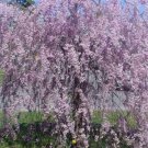 5 Purple Willow Seeds Tree Weeping Flower Giant Full Landscape Garded Yard 114 Fast Growing 5 Purple Willow Seeds Tree Weeping Flower Giant Full Landscape Garded Yard 114 Fast Growing