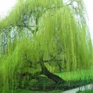 5 Bright Green Willow Seeds Tree Weeping Flower Giant Full Landscape Seeds 113 Fast Growing 5 Bright Green Willow Seeds Tree Weeping Flower Giant Full Landscape Seeds 113 Fast Growing