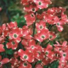 5 Red Pygmy Dogwood Seeds Tree Flowering Hardy Fall Color Flower Flowering 161 Fast Growing 5 Red Pygmy Dogwood Seeds Tree Flowering Hardy Fall Color Flower Flowering 161 Fast Growing