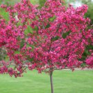 5 Dwarf Pink Dogwood Seeds Tree Cornus Florida Fubra Flowering Hardy Fall 160 Fast Growing 5 Dwarf Pink Dogwood Seeds Tree Cornus Florida Fubra Flowering Hardy Fall 160 Fast Growing