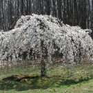 5 Weeping White Cherry Tree Seeds Flowering Seeds Japanse Ornimental Garden 109 Fast Growing 5 Weeping White Cherry Tree Seeds Flowering Seeds Japanse Ornimental Garden 109 Fast Growing