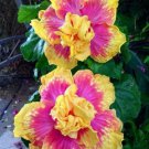 20 Double Pink Yellow Hibiscus Seeds Hardy Flower Garden Exotic Perennial 140 Fast Growing 20 Double Pink Yellow Hibiscus Seeds Hardy Flower Garden Exotic Perennial 140 Fast Growing