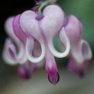 25 Purple White Bleeding Heart Seeds Flowers Seeds Perennial Flower 308 Fast Growing 25 Purple White Bleeding Heart Seeds Flowers Seeds Perennial Flower 308 Fast Growing