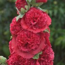25 Double Rosey Red Hollyhock Seeds Perennial Giant Flower Garden Plant Seeds Fast Growing