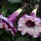 10 Double Purple Angel Trumpet Seeds Tropical Flowers Flower Seeds 300 Fast Growing 10 Double Purple Angel Trumpet Seeds Tropical Flowers Flower Seeds 300 Fast Growing