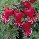 25 Bright Red Bleeding Heart Seeds Dicentra Spectabilis Shade Flower Garden 307 Fast Growing 25 Bright Red Bleeding Heart Seeds Dicentra Spectabilis Shade Flower Garden 307 Fast Growing