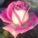 10 White Pink Rose Seeds Flower Bush Perennial Shrub Garden Perennial Seeds 101 Fast Growing