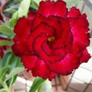 4 Red Black Tips Desert Rose Seeds Adenium Obesum Flowers Perennial Exotic 65 Fast Growing 4 Red Black Tips Desert Rose Seeds Adenium Obesum Flowers Perennial Exotic 65 Fast Growing
