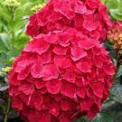 5 Red Hydrangea Seeds Perennial Hardy Garden Shrub Bloom Flower Seeds Flowers Fast Growing 5 Red Hydrangea Seeds Perennial Hardy Garden Shrub Bloom Flower Seeds Flowers Fast Growing