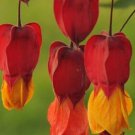25 Red Orange Bleeding Heart Seeds Flowers Shade Flower Perennial 309 Fast Growing 25 Red Orange Bleeding Heart Seeds Flowers Shade Flower Perennial 309 Fast Growing