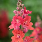 1000 Chantilly Deep Orange Snapdragon Seeds For Garden Fast Growing 1000 Chantilly Deep Orange Snapdragon Seeds For Garden Fast Growing