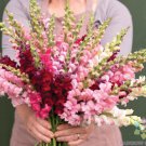 1000 Johnny S Potomac Summer Berry Blend Snapdragon Seeds Fast Growing 1000 Johnny S Potomac Summer Berry Blend Snapdragon Seeds Fast Growing