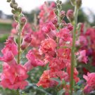 1000 Madame Butterfly Bronze Cherry Snapdragon Seeds Fast Growing 1000 Madame Butterfly Bronze Cherry Snapdragon Seeds Fast Growing