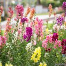1000 Maximum Mix Snapdragon Seeds For Garden Planting Fast Growing 1000 Maximum Mix Snapdragon Seeds For Garden Planting Fast Growing