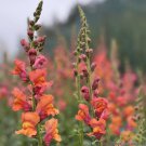 1000 Orange Wonder Snapdragon Seeds For Garden Planting Fast Growing 1000 Orange Wonder Snapdragon Seeds For Garden Planting Fast Growing
