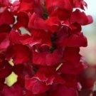 1000 Rocket Cherry Snapdragon Seeds For Garden Planting Fast Growing 1000 Rocket Cherry Snapdragon Seeds For Garden Planting Fast Growing