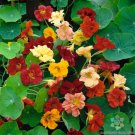 50 Double Gleam Mix Nasturtium Seeds For Garden Planting Fast Growing