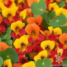 50 Dwarf Tom Thumb Mix Nasturtium Seeds For Garden Fast Growing 50 Dwarf Tom Thumb Mix Nasturtium Seeds For Garden Fast Growing