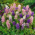 25 Dwarf Pixie Mix Lupine Seeds For Garden Planting Fast Growing
