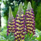 25 Manhattan Lights Lupine Seeds For Garden Planting Fast Growing 25 Manhattan Lights Lupine Seeds For Garden Planting Fast Growing