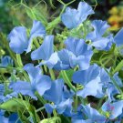 50 Cheshire Blue Sweet Pea Seeds For Garden Planting Fast Growing 50 Cheshire Blue Sweet Pea Seeds For Garden Planting Fast Growing