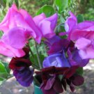 50 Cupid Mixture Dwarf Sweet Pea Seeds For Garden Fast Growing 50 Cupid Mixture Dwarf Sweet Pea Seeds For Garden Fast Growing