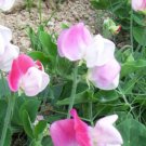 50 Cupid Pink Dwarf Sweet Pea Seeds For Garden Planting Fast Growing