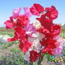 50 Little Sweetheart Dwarf Mix Sweet Pea Seeds For Garden Fast Growing 50 Little Sweetheart Dwarf Mix Sweet Pea Seeds For Garden Fast Growing
