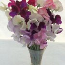 50 Paint Box Mixture Sweet Pea Seeds For Garden Planting Fast Growing 50 Paint Box Mixture Sweet Pea Seeds For Garden Planting Fast Growing