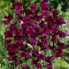 50 Royal Maroon Sweet Pea Seeds For Garden Planting Fast Growing 50 Royal Maroon Sweet Pea Seeds For Garden Planting Fast Growing