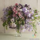 50 Spencer Ripple Formula Mix Sweet Pea Seeds For Garden Fast Growing 50 Spencer Ripple Formula Mix Sweet Pea Seeds For Garden Fast Growing