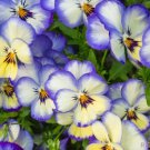 200 Cool Summer Breeze Pansy Viola Seeds For Garden Fast Growing 200 Cool Summer Breeze Pansy Viola Seeds For Garden Fast Growing