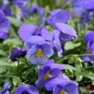 200 Cool Wave Blue Skies Pansy Viola Seeds For Garden Fast Growing